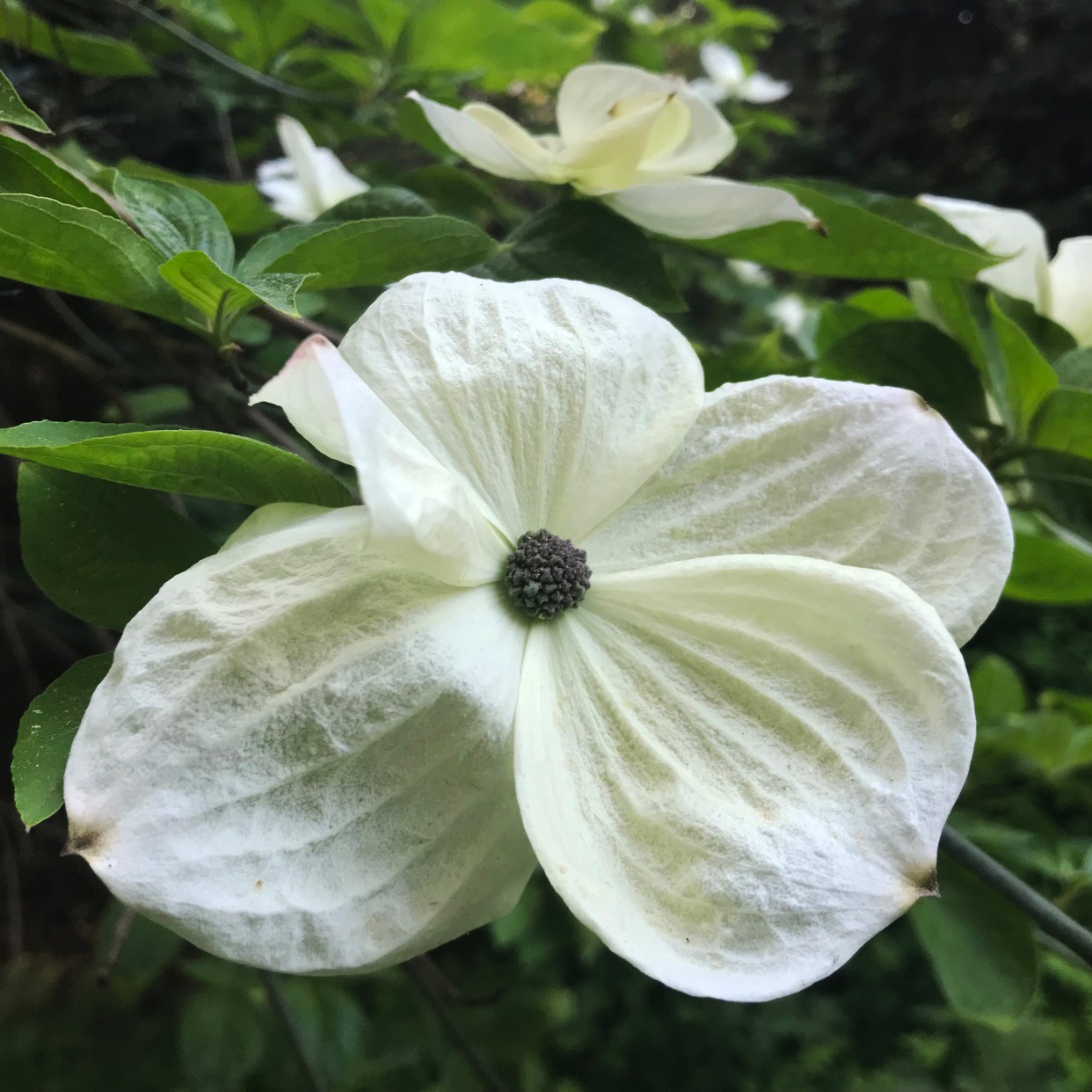 What's Blooming in Seattle in May? (Dogwood Trees ...