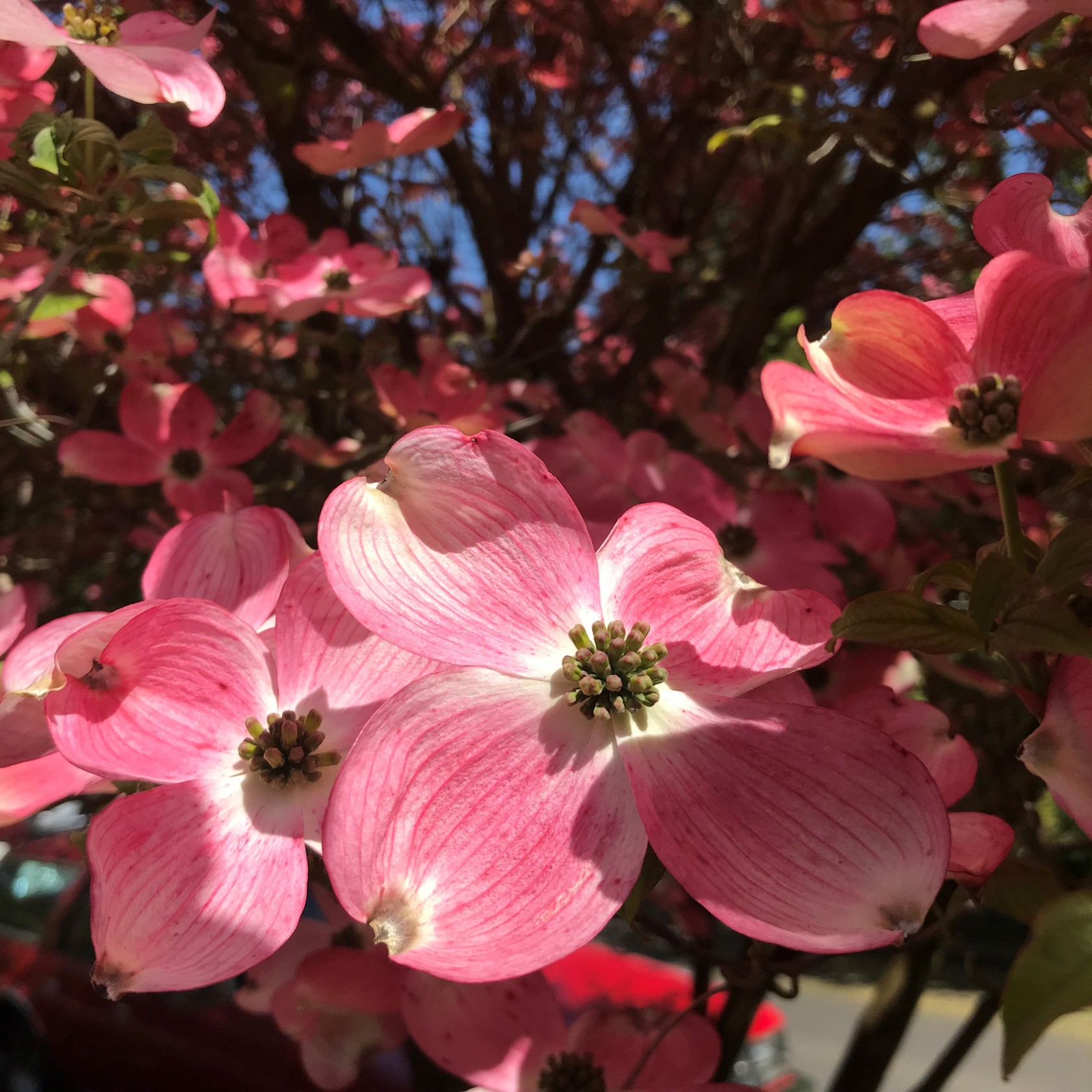 What's Blooming in Seattle in May? (Dogwood Trees ...