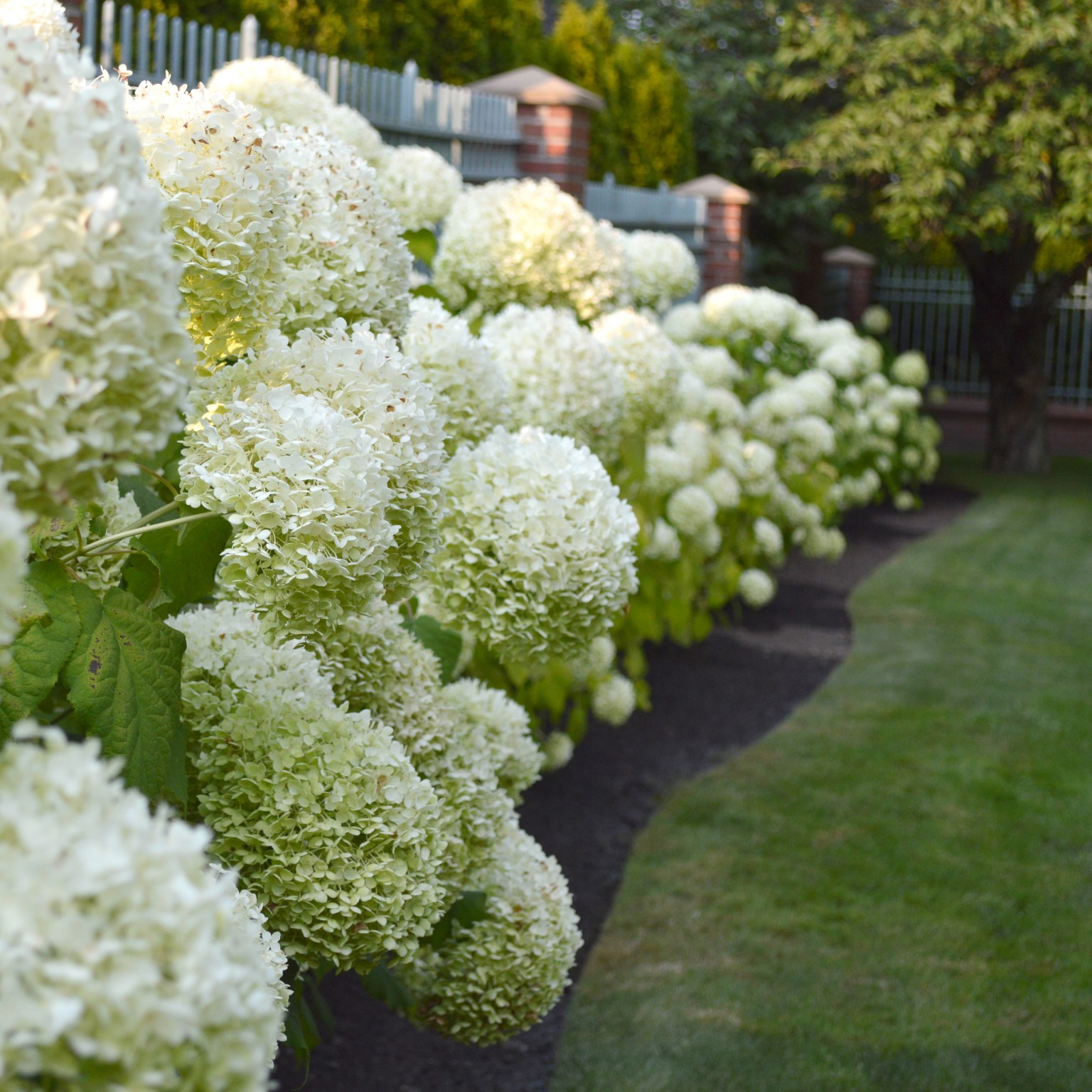 What’s Blooming Now, In August: Hydrangeas – Board & Vellum