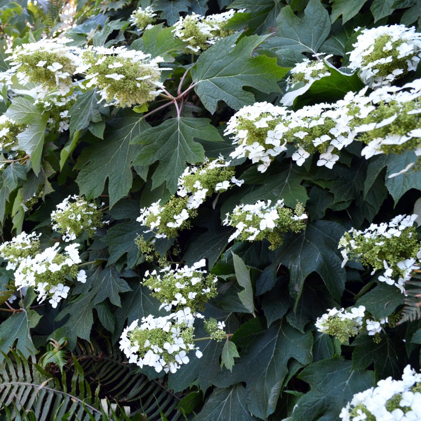 What’s Blooming Now, In August: Hydrangeas – Board & Vellum