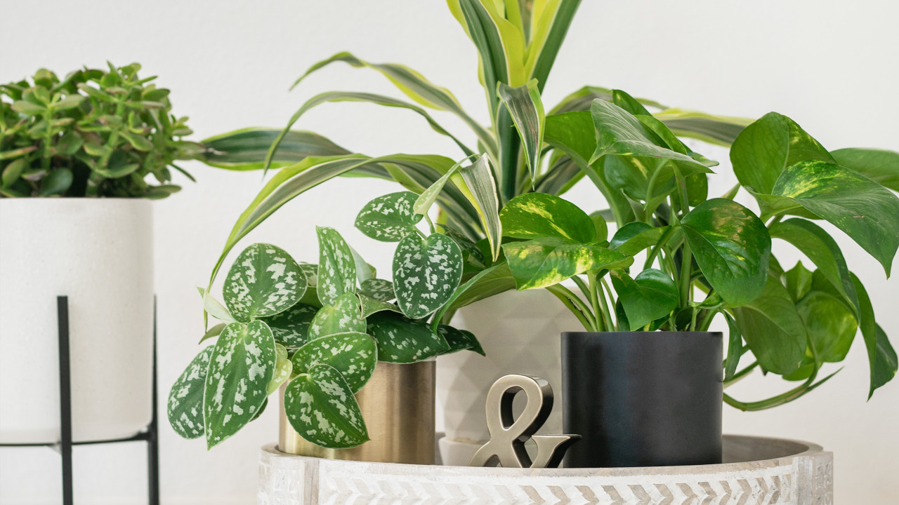 Seven Reasons You Should Add House Plants to Your Interior Design ...