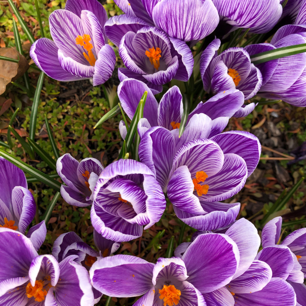 What's Blooming Now: Early Spring Flowers - Board & Vellum