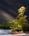 A close up view of a tree in the house, contained in a Corten steel planter. The house is behind the tree and painted in a charcoal gray color.